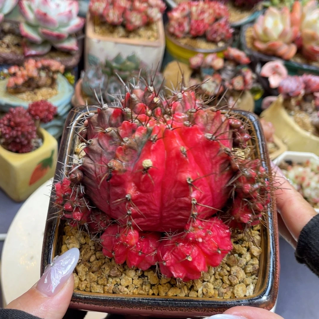 仙人球锦沙漠科属