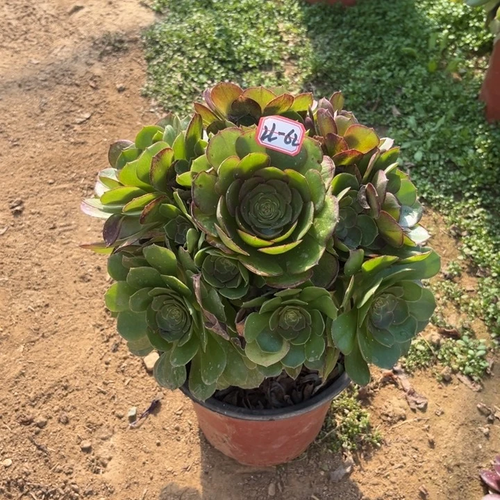 22-62万圣节多肉植物