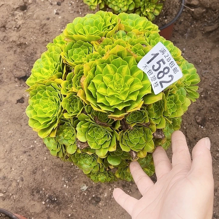 1582翡翠琉璃多肉植物法师