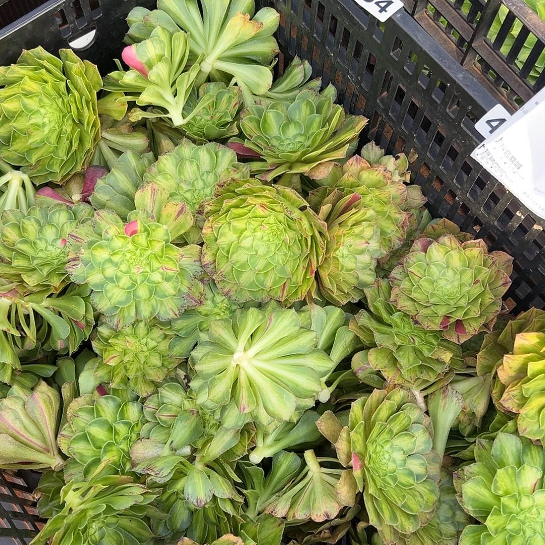 精品多肉植物484知否砍头