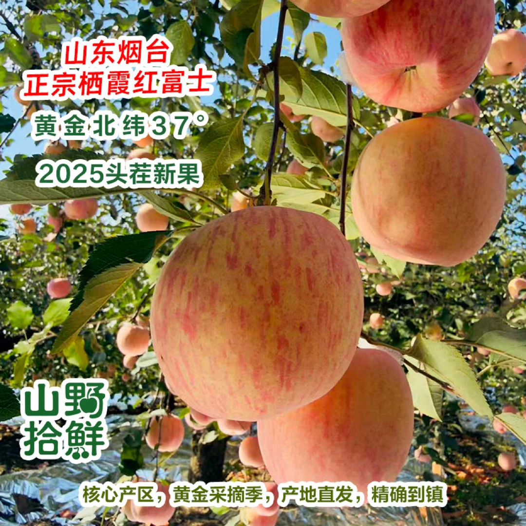 礼盒精品装 源产地直发 正宗栖霞红富士苹果 爆汁脆甜 包邮到家