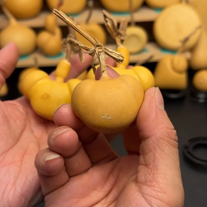 派*鑫23333665656669999