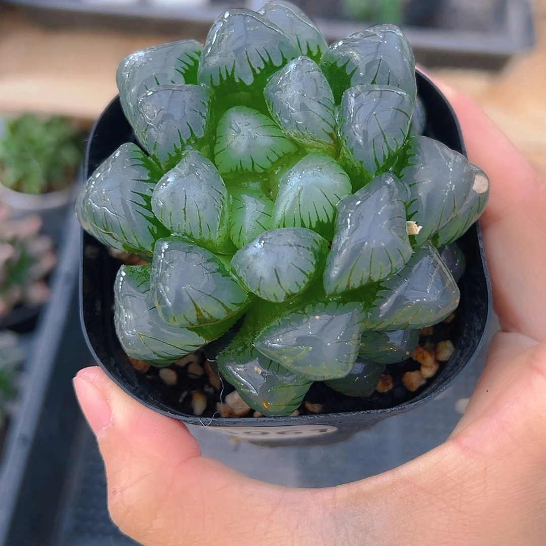 孔明灯5961多肉植物一颗