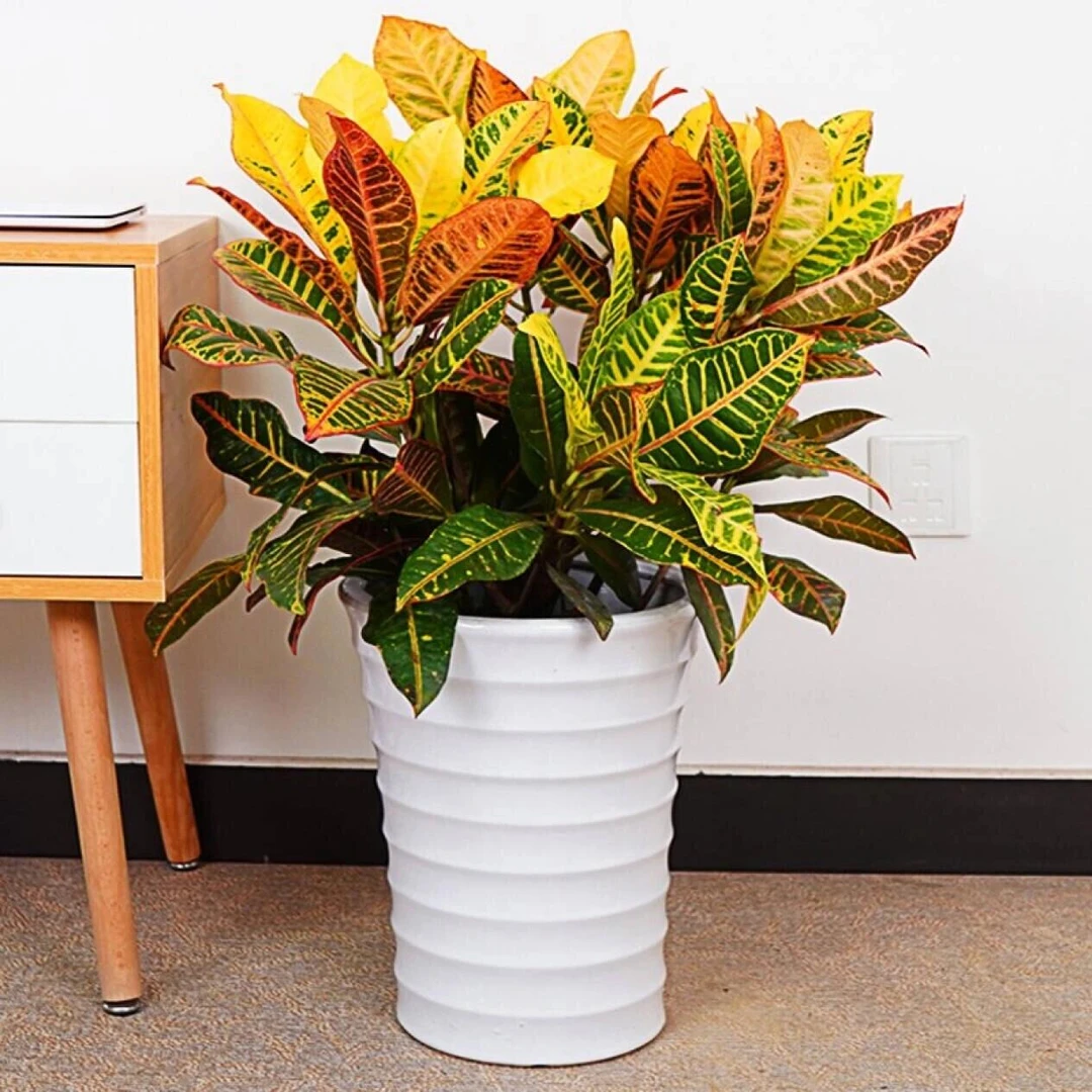 变叶木七彩变色木盆栽室内观叶植物庭院绿植洒金榕