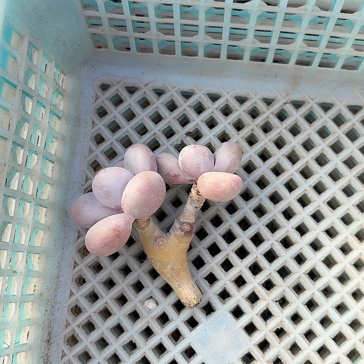 百****佳c j c x h b x hji 171