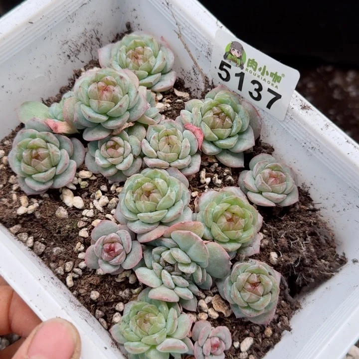 月**凉多肉植物多肉植物