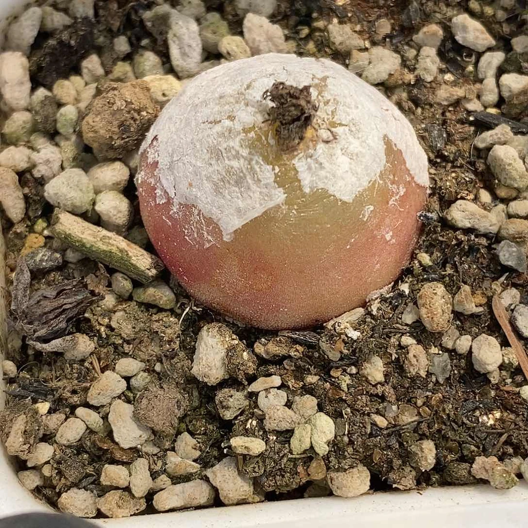 桃喜花园0610-7灯泡