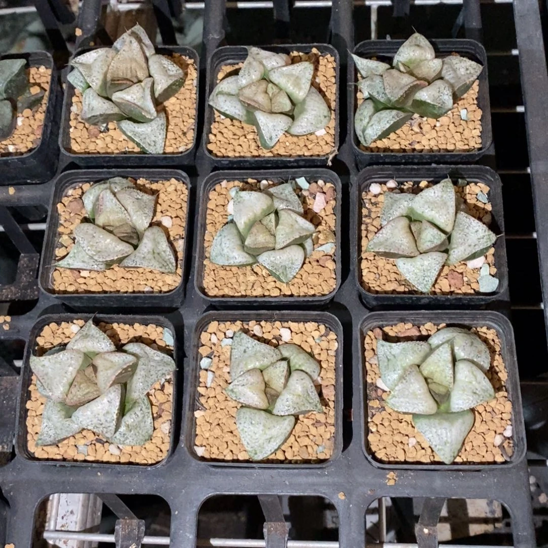 泰姬陵一颗 新年福利