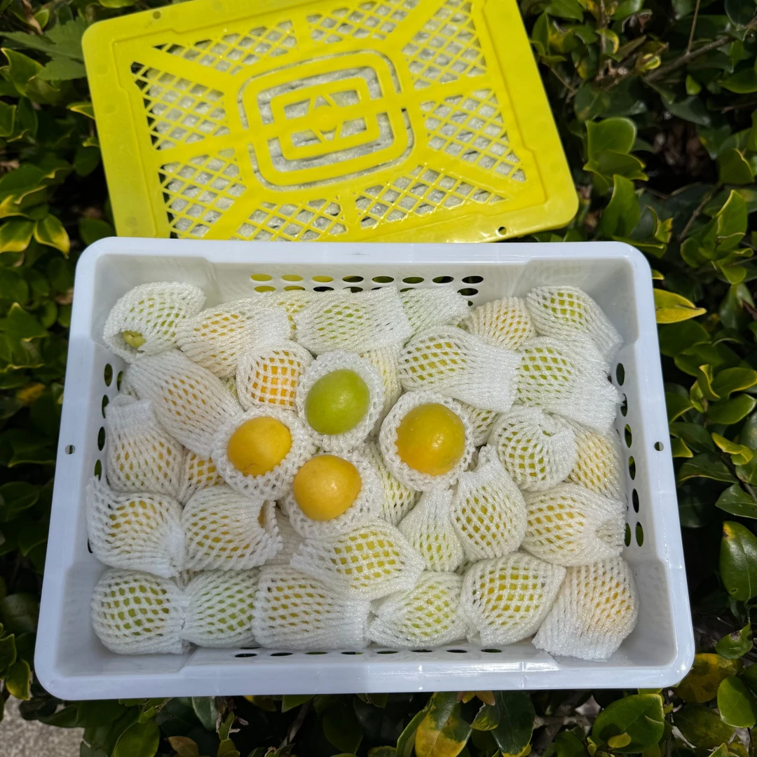 【推荐】新疆小白杏约500g~1400g