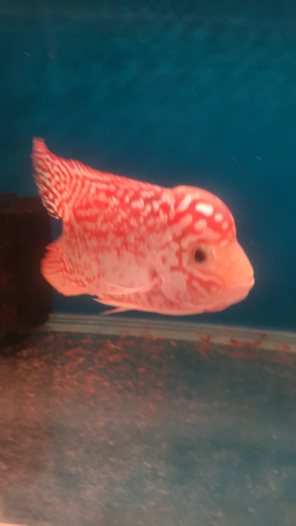 罗汉鱼，拍，鱼专用