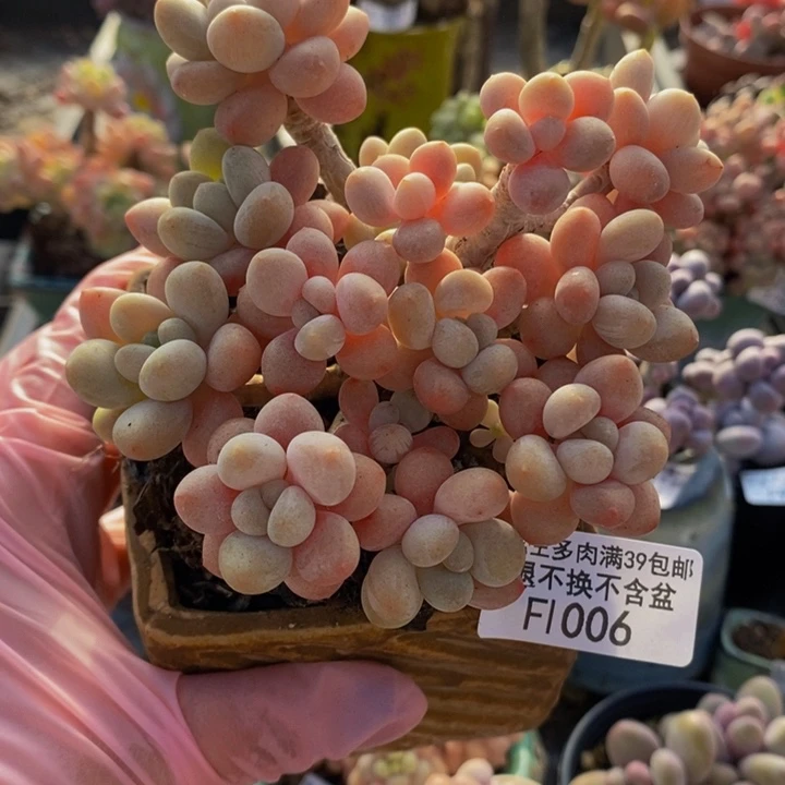 鱼子酱老桩9cm1006多肉植物