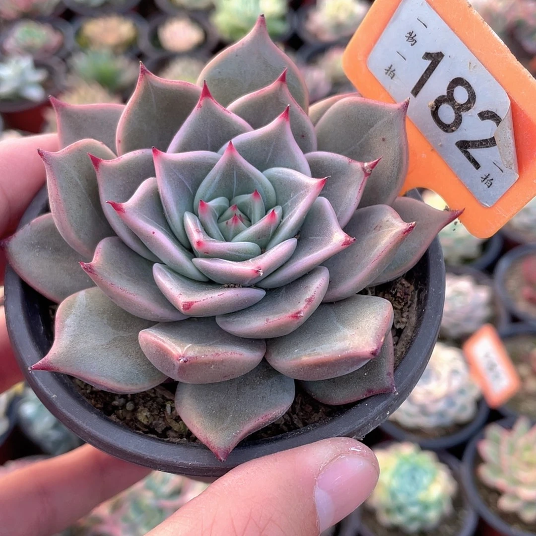 西洛尼卡182号多肉植物