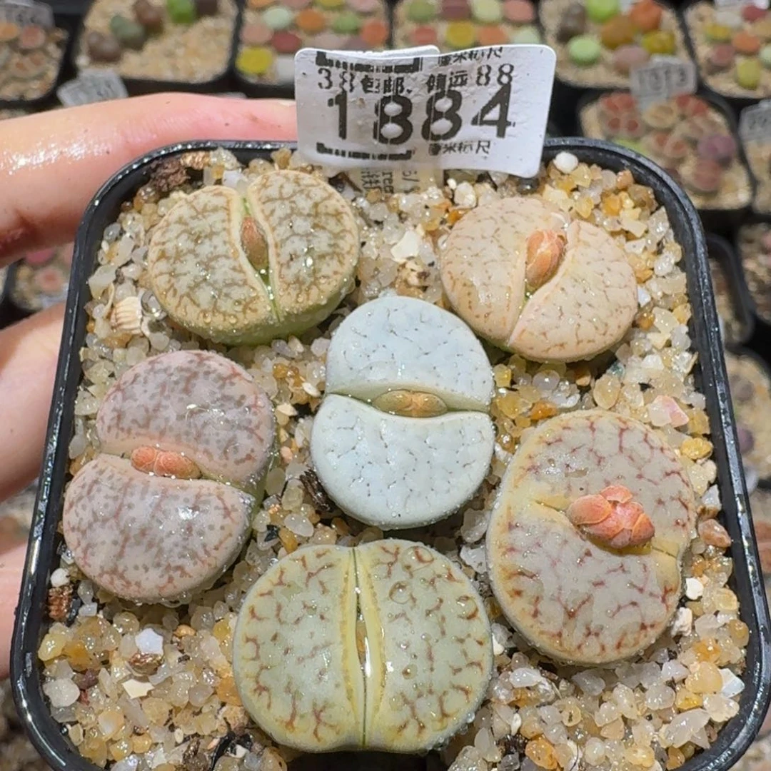 Ssss精品生石花1884