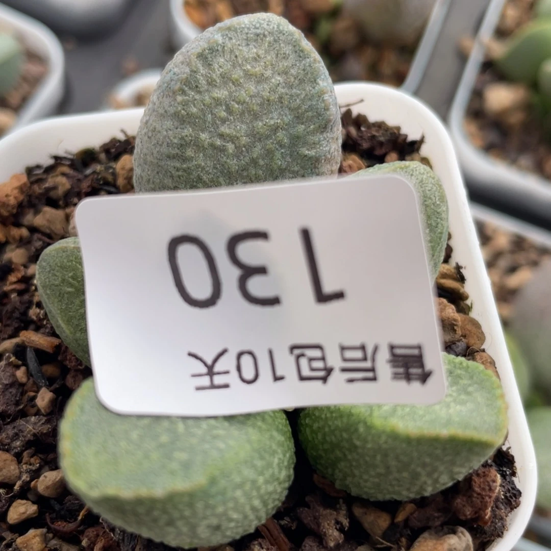 福利。  福利。