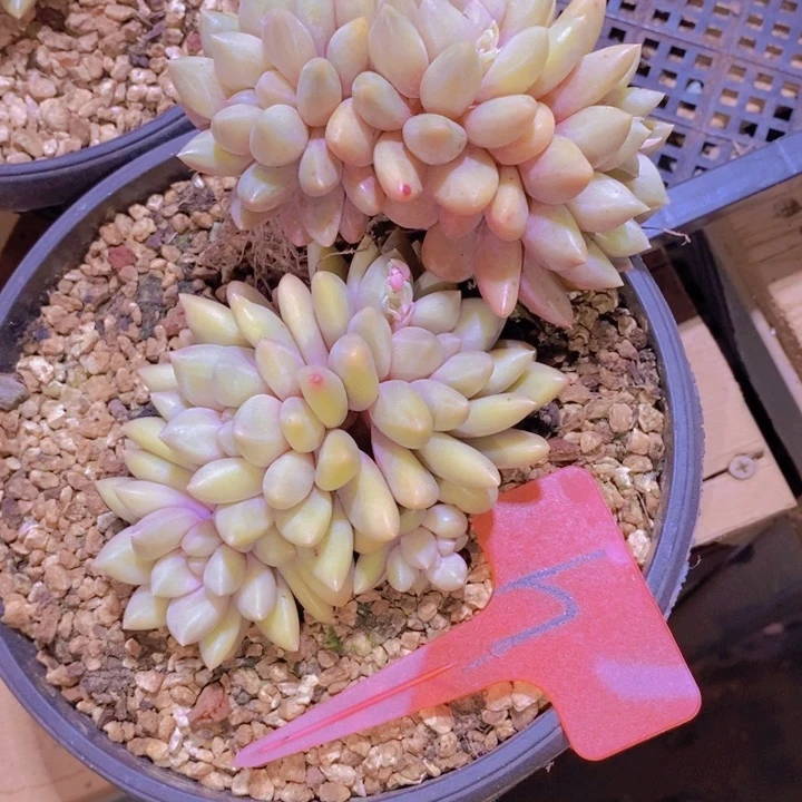 唐***肉这么久你怎么都在