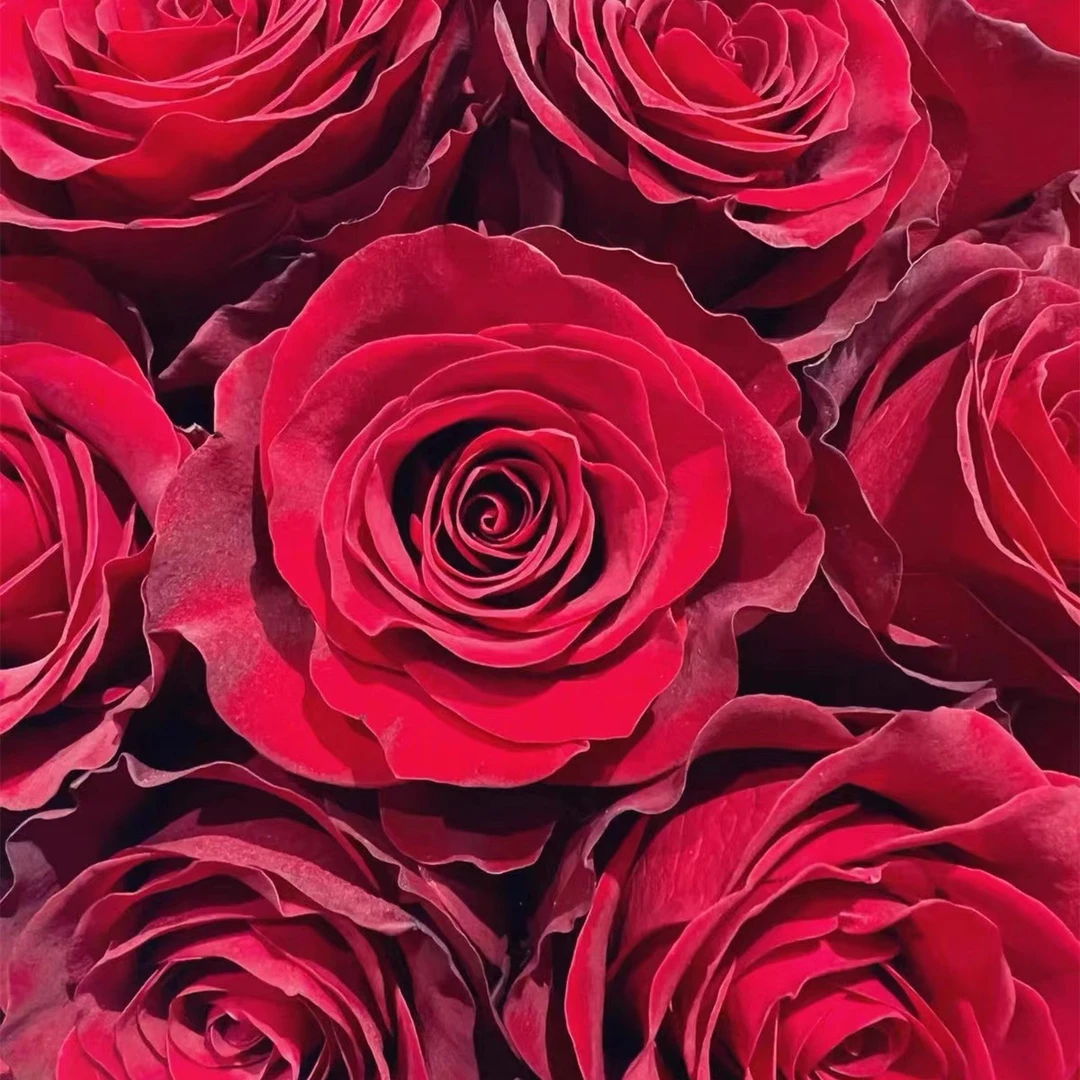 家居鲜花高原红玫瑰    红玫瑰8支+2支防损