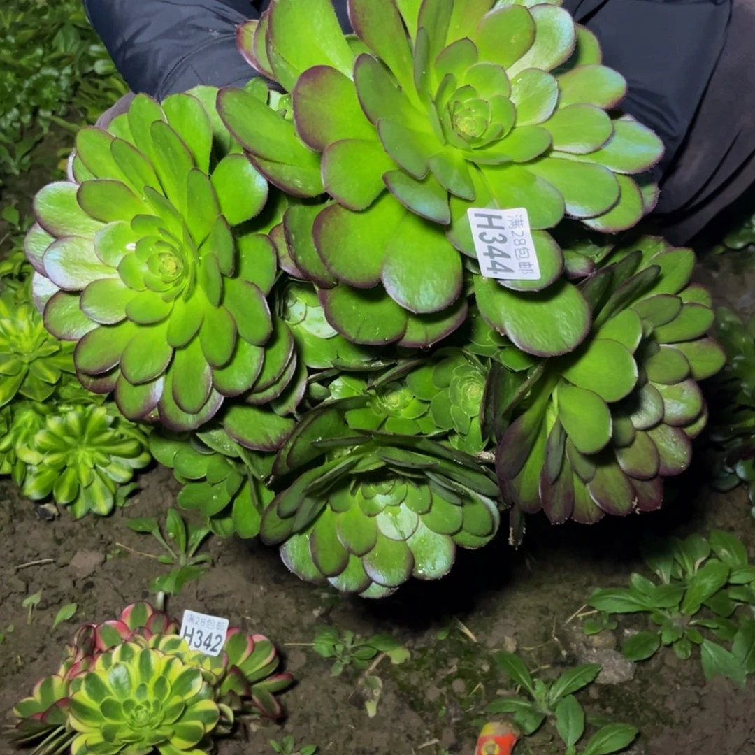 344多肉植物一物一拍