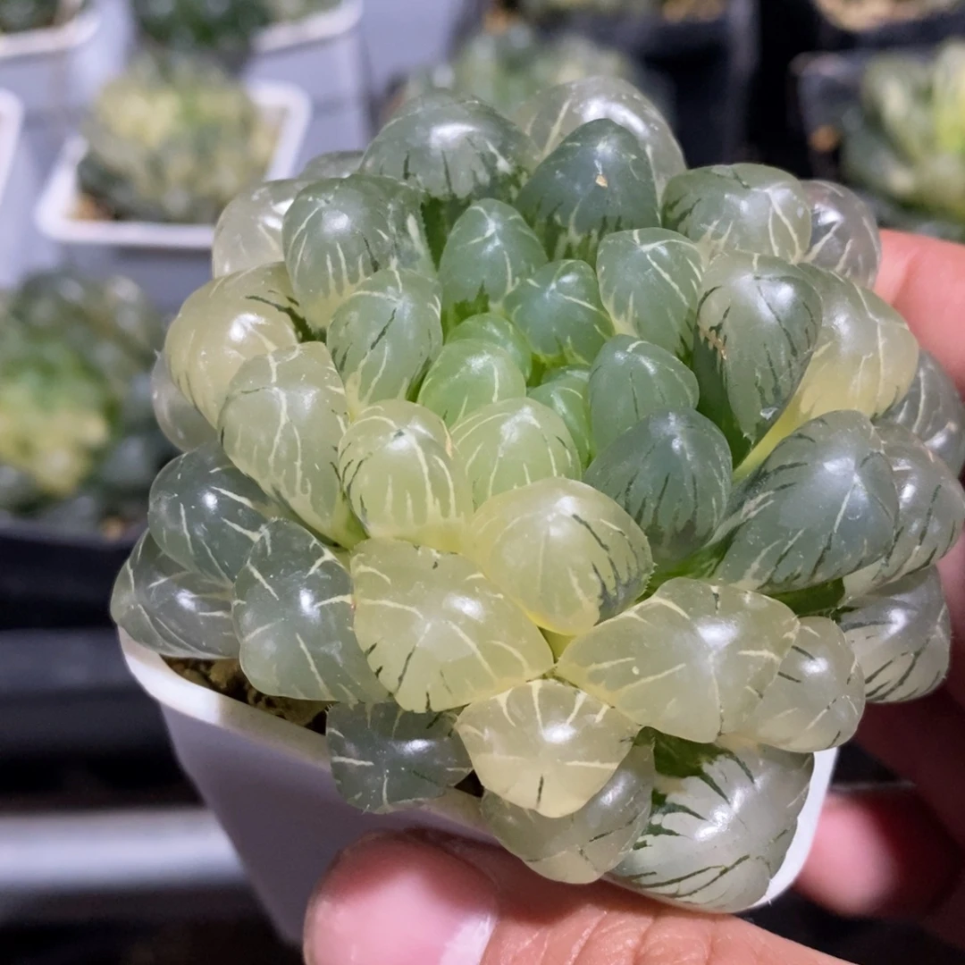 一颗湖水玉露锦 开播福利