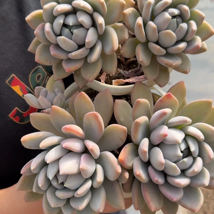 胖美人双头起发老桩两盆