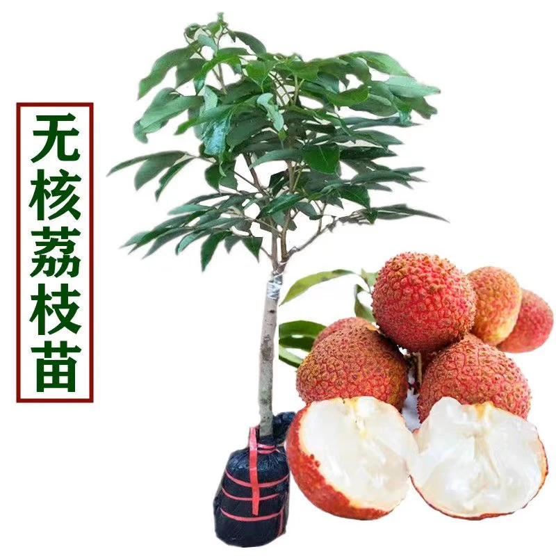 荔枝树苗无核荔枝桂味妃子笑荔枝苗冰荔糯米糍仙进奉嫁接苗广西货