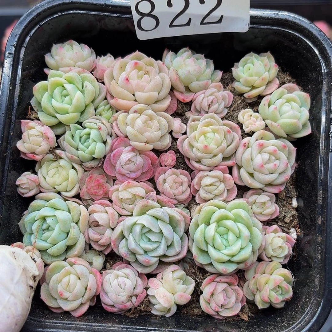 多肉植物多肉植物822