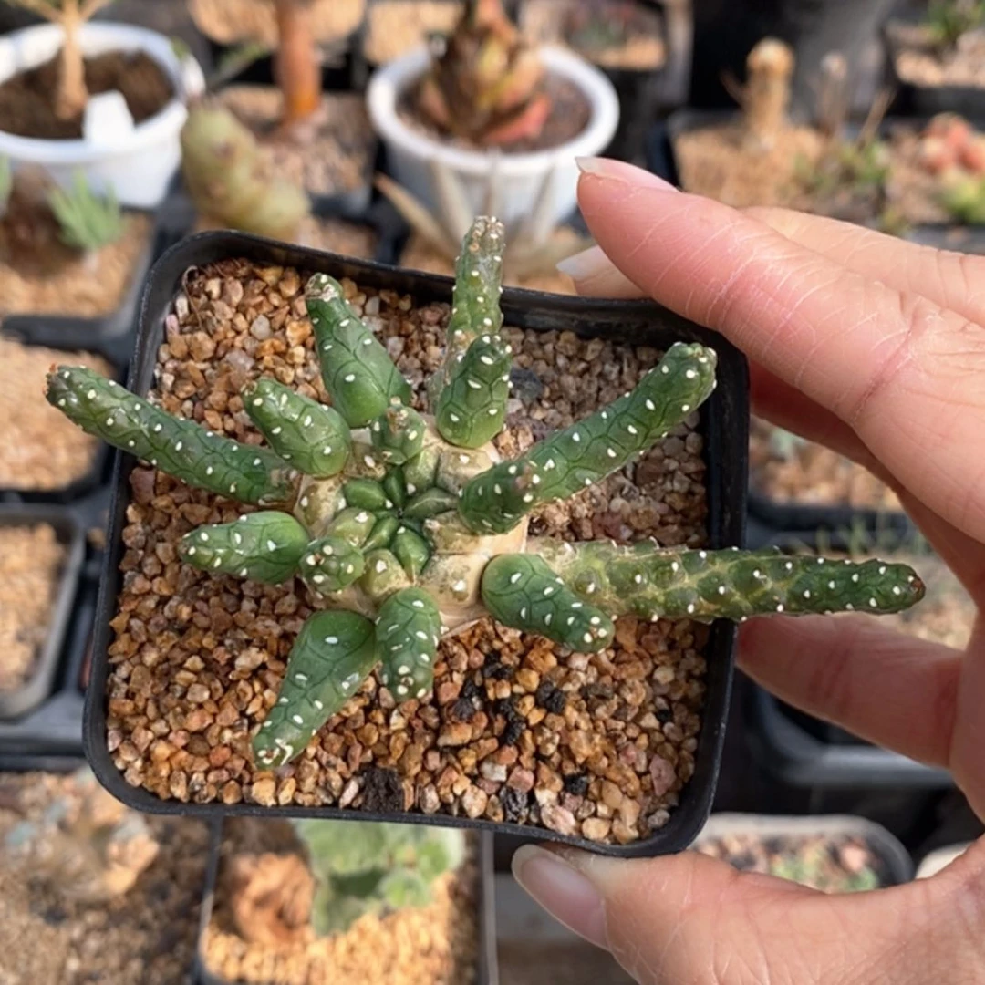 【闪购商品】九头龙大戟