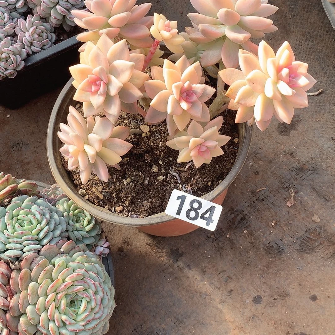 184淡雪缀 一物一拍多肉