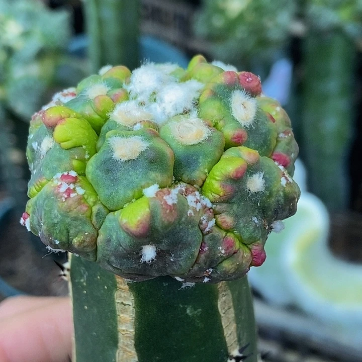 无花朵福利绣普龟甲悟空兜缀化锦978