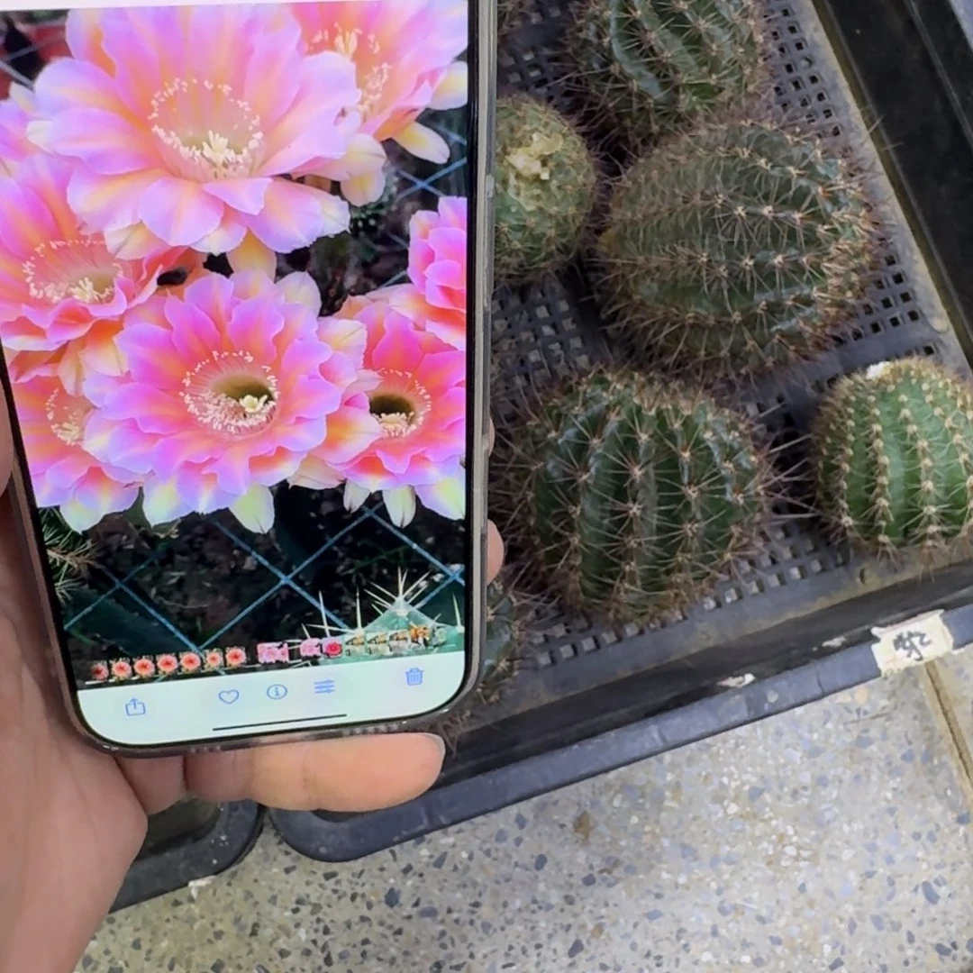 352彩草淑妃歪无根侧牙4公分左右，20包邮