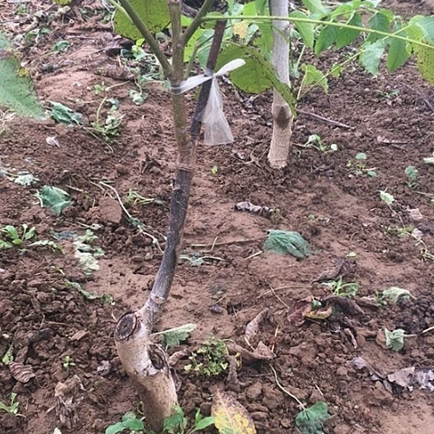 懒***、南疆文玩核桃树苗2棵