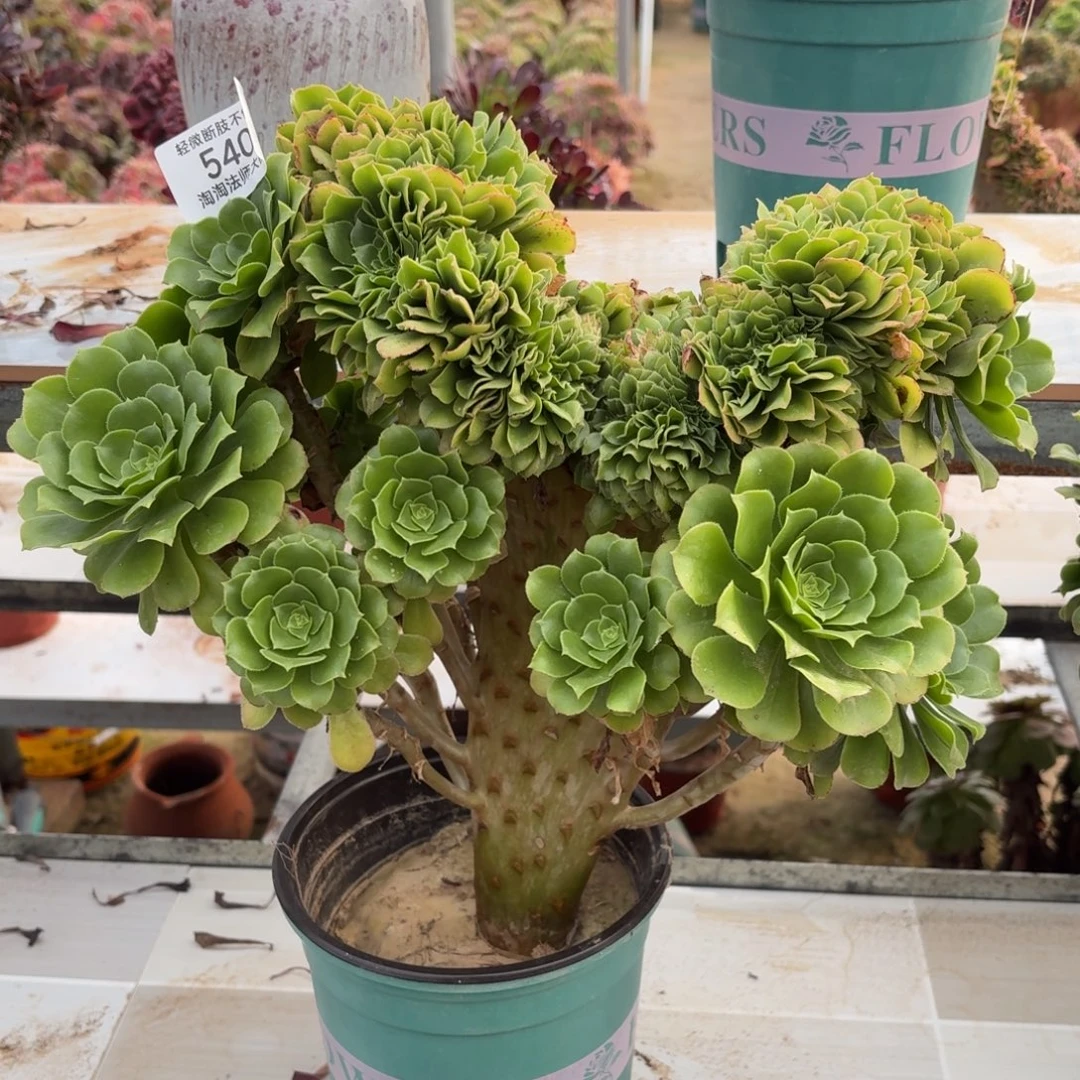 540绿羊绒缀化多肉植物