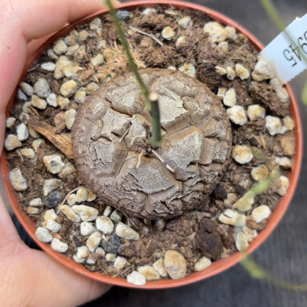 945号龟甲龙带盆包邮