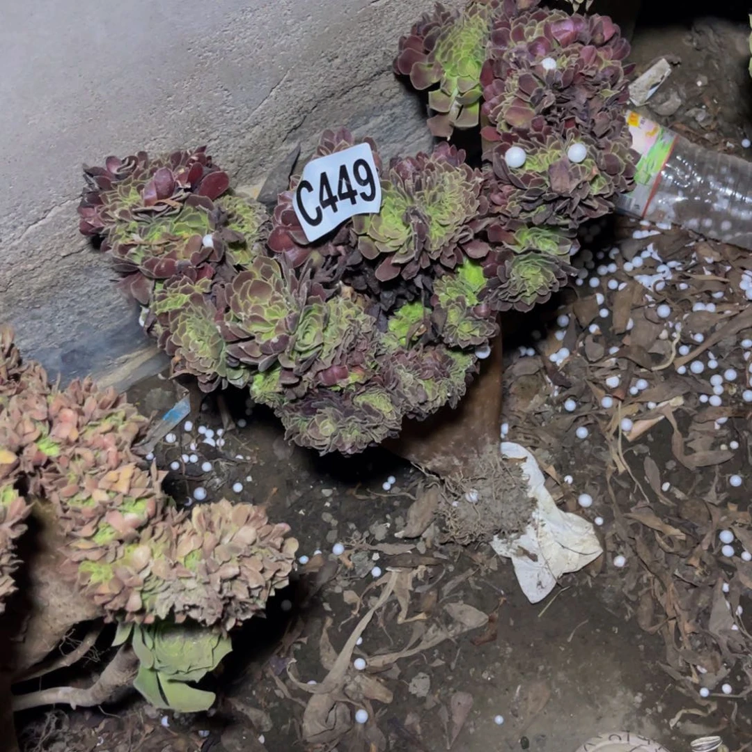 欧紫法师26-0包邮