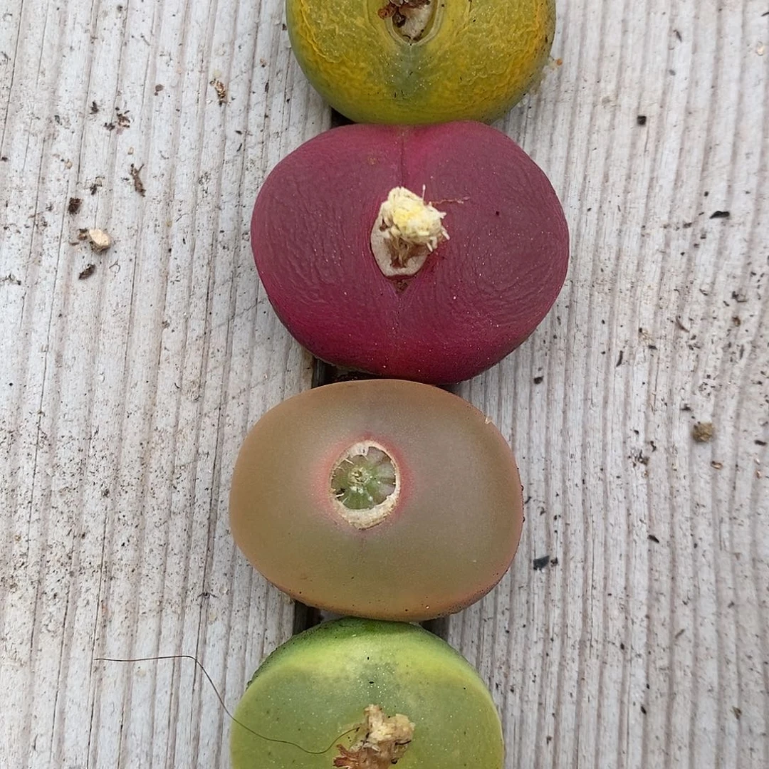 2379四颗彩色母本一组。