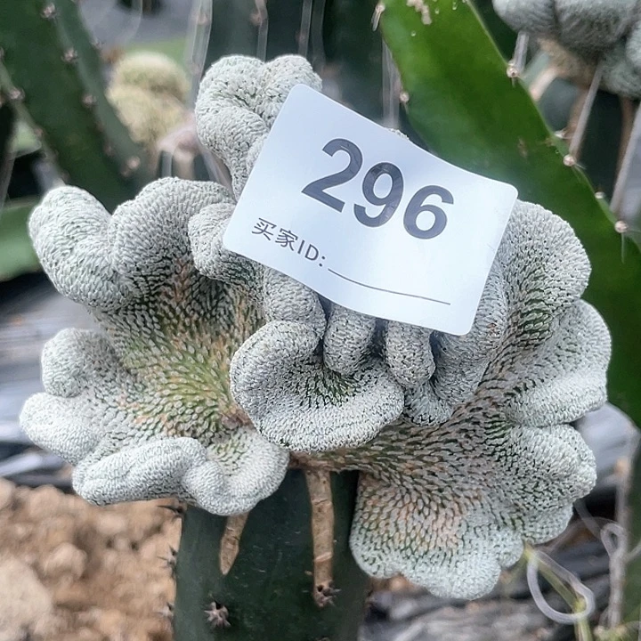 七*296号精巧丸缀化