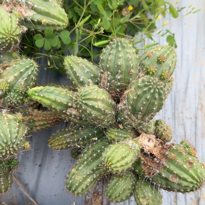 矮胖白檀998瑕疵群242