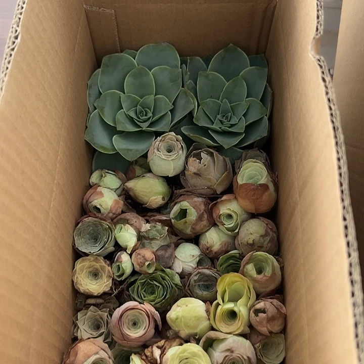 苗苗山地玫瑰瑕疵不售后一厘米160