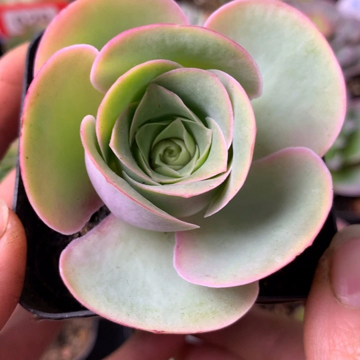 一物一拍星辰凤栖001