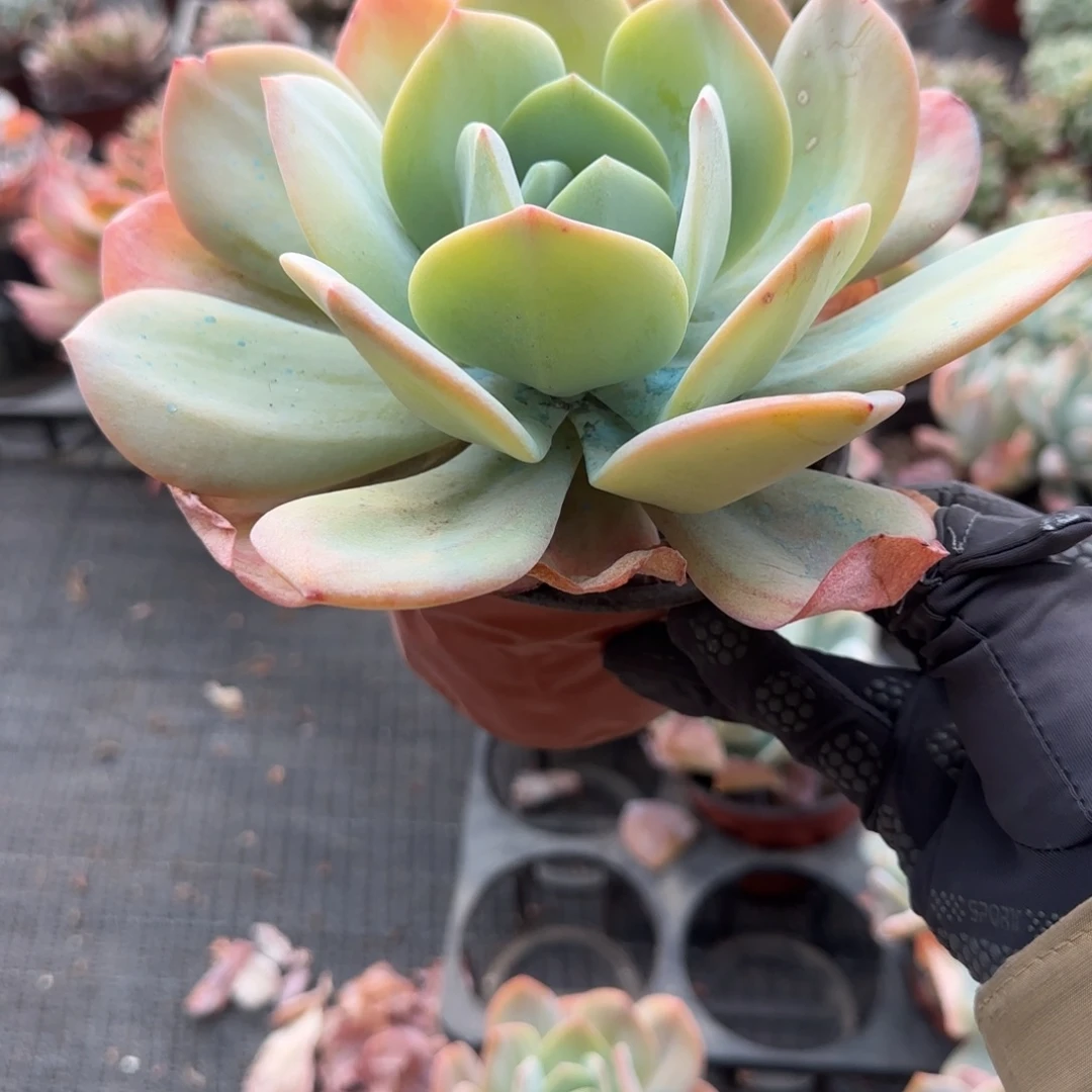 无花朵奶茶大单头