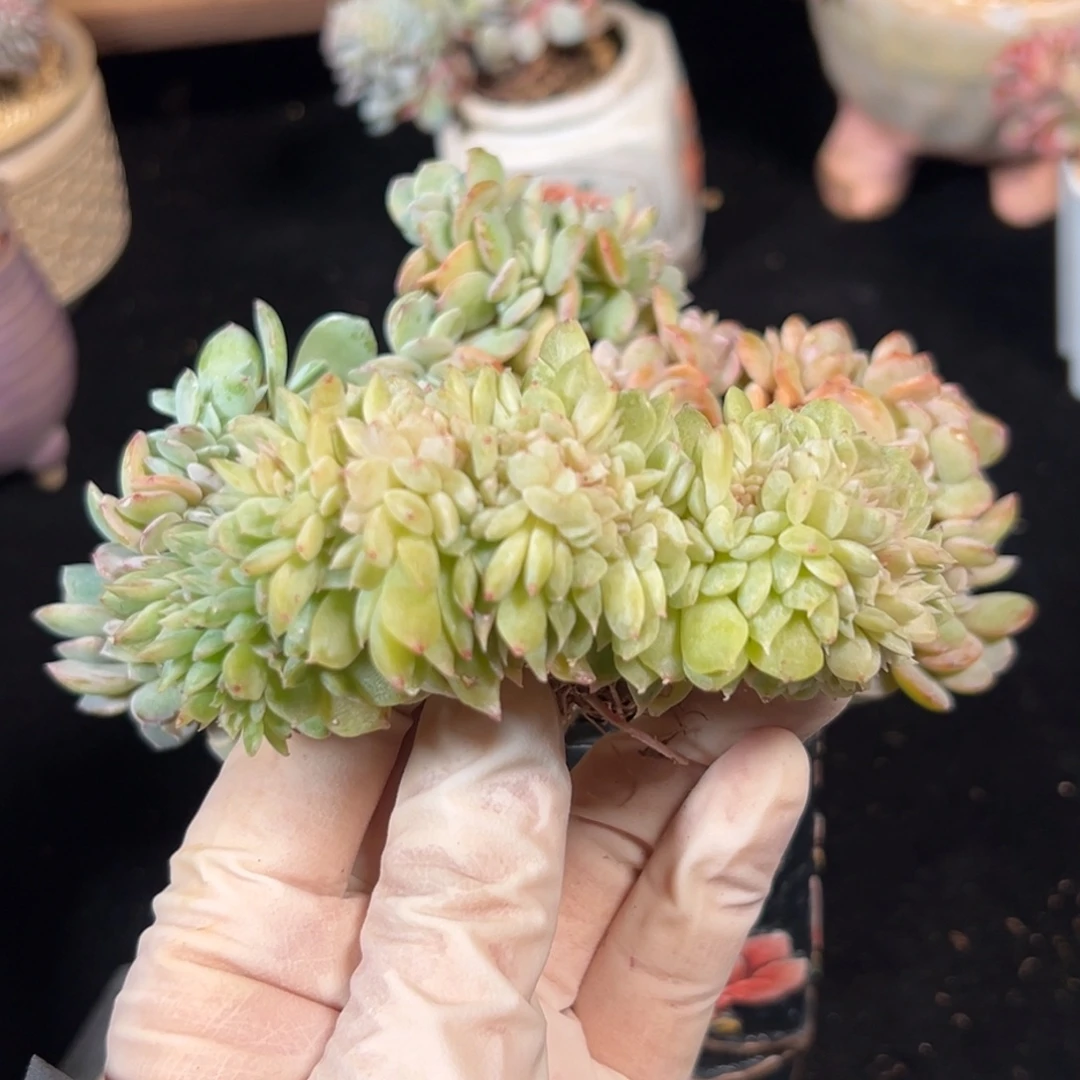 新年快乐 新年快乐