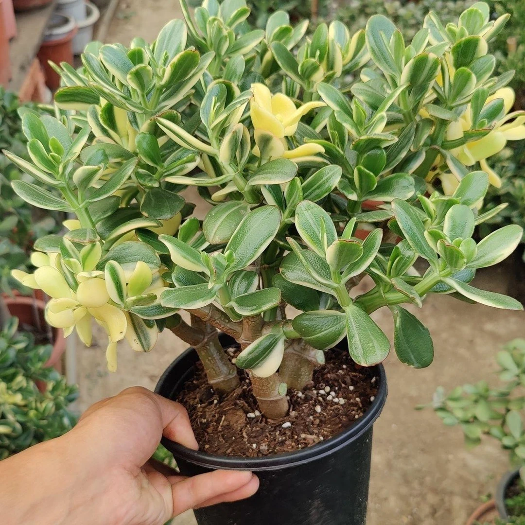 白锦玉树花月多肉会变色的植物绿植三色花月锦玉树盆栽好养活