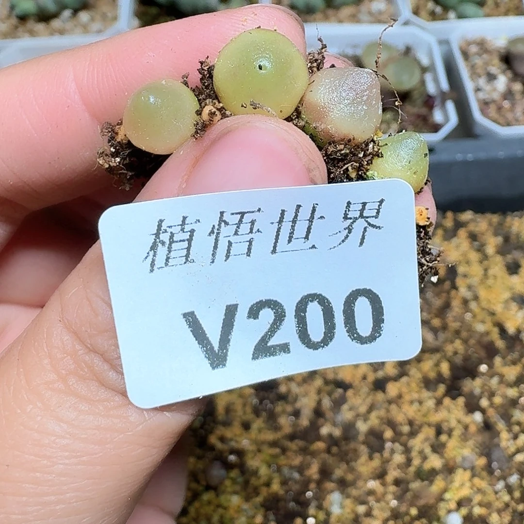 200号多肉植物哇f g