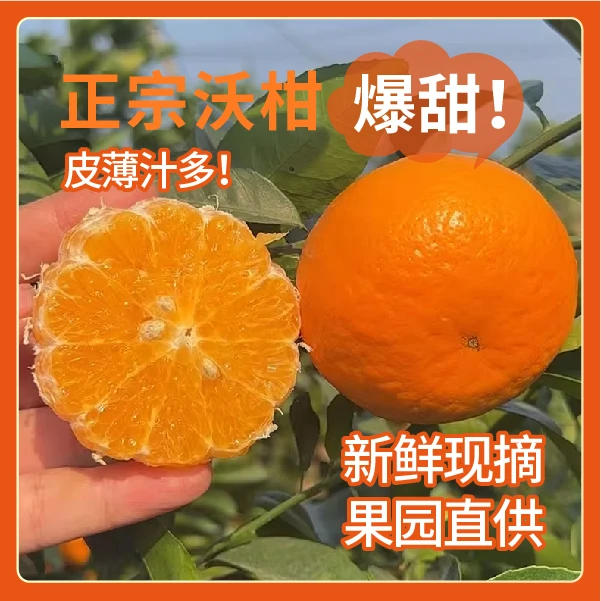 正宗广西武鸣沃柑应季水果柑橘清甜