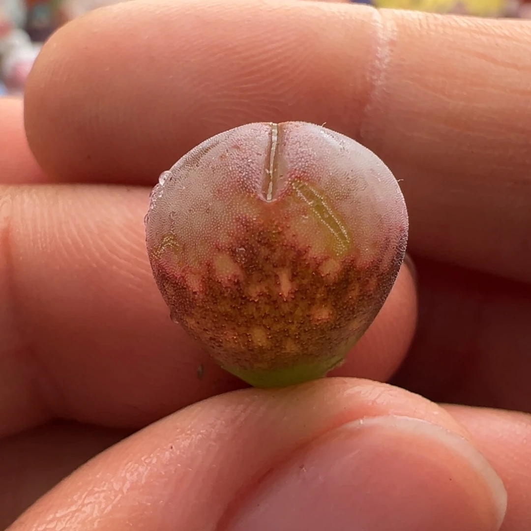 803。正版CM10. 优选大窗