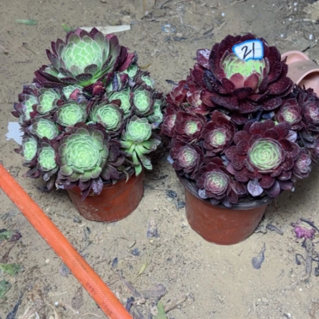 【闪购商品】多肉植物组合21