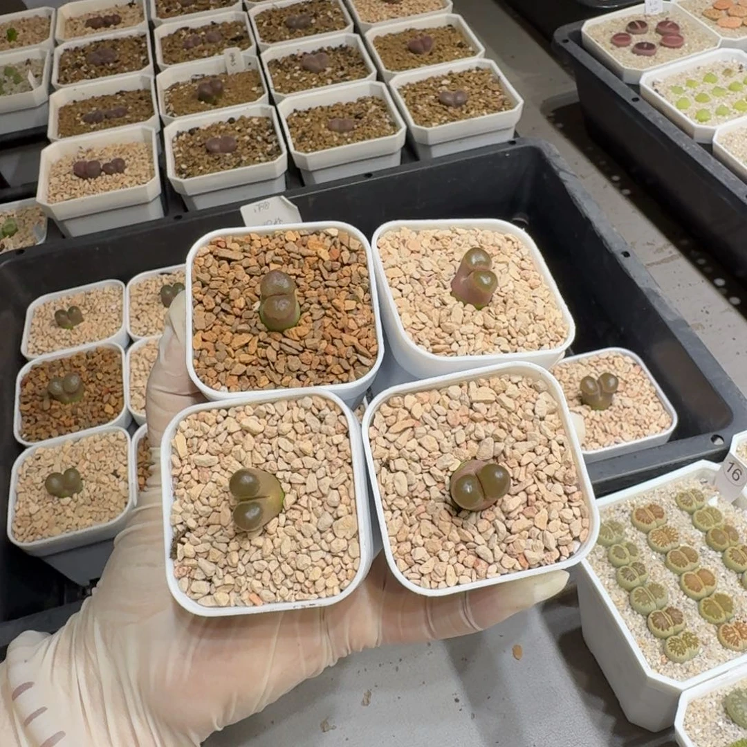 *****0712-27磁铁1788肉锥