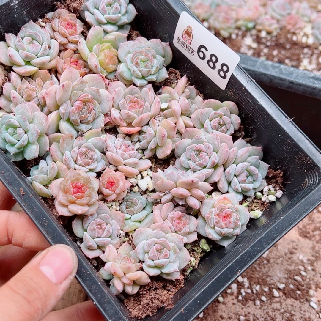 杨***丫多肉植物多肉植物