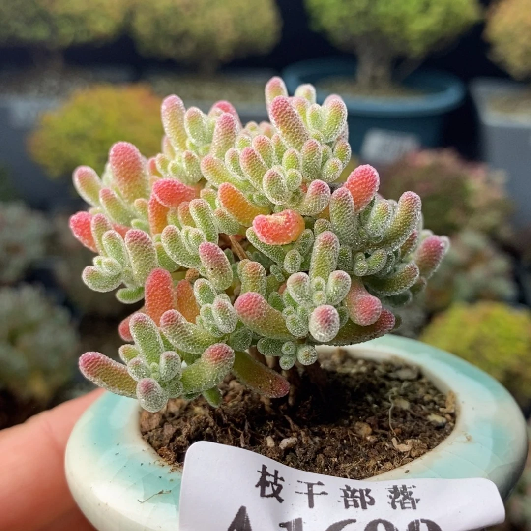 1609实生冰晶 。