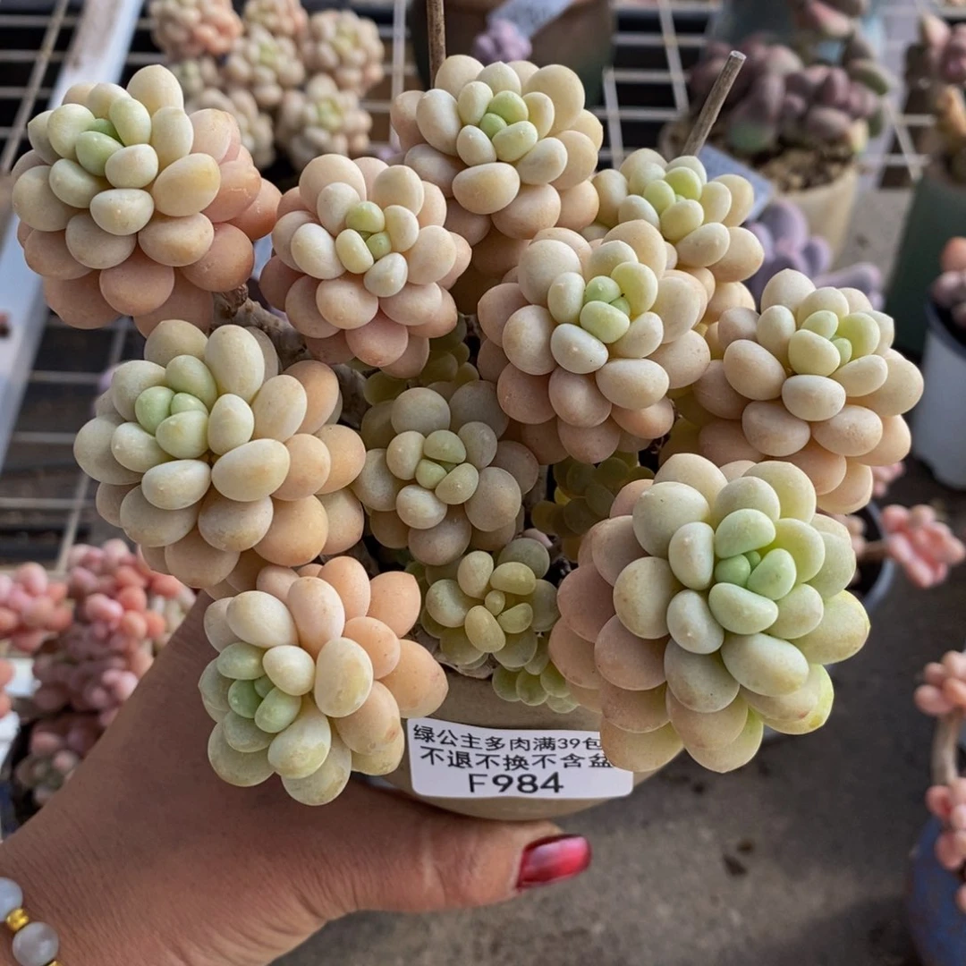 洛可可984/10c m多肉