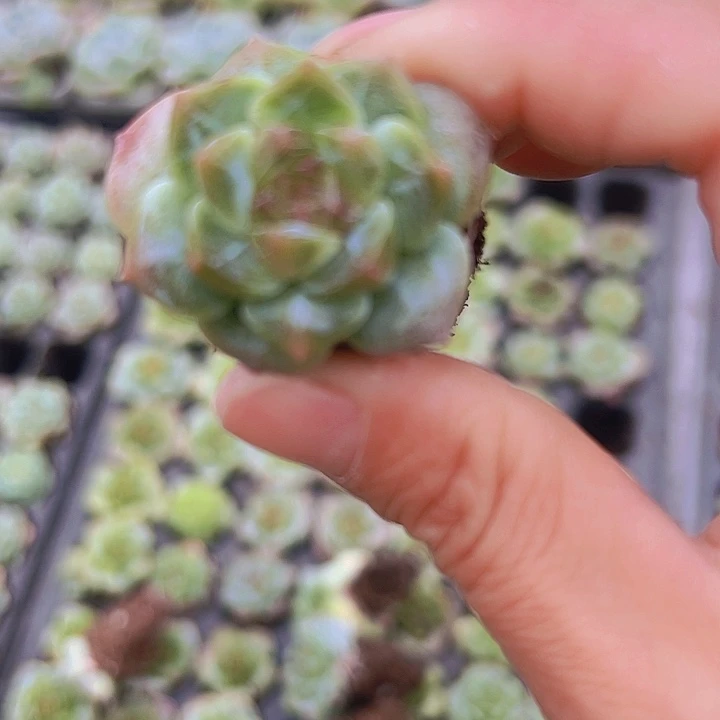 穴盘超美冰魄5颗19包邮